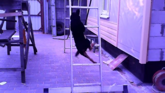 Собака поднимается по лестнице!!! смотреть онлайн