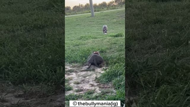 America bully sneaking up on a pit bull #dog #animals #pets