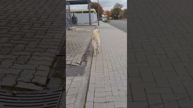 Husky American Akita Mix perfect butt and thighs