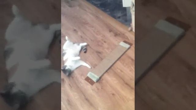 Зачем кошке когтеточка?