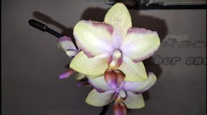 Орхидея фаленопсис Тайсуко Джаспер ( Phal. Taisuco Jasper )