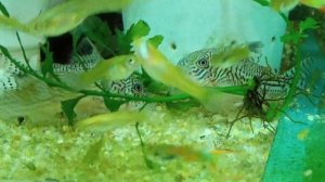 Коридорас ДЖУЛИ