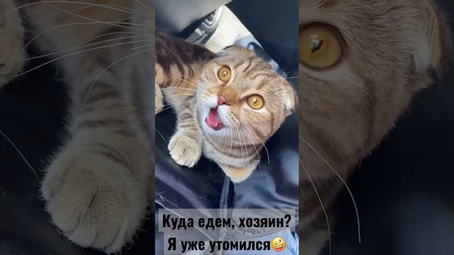 Куда едем, хозяин? 🤪 Я уже утомился🤪🤪🤪