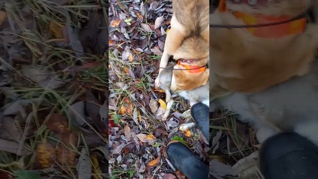 11.10.2023 г. Третий зайчик в этом сезоне! смотреть онлайн