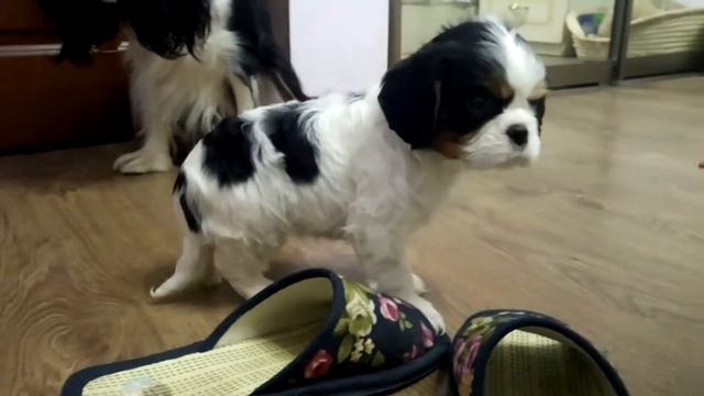 Кавалер кинг чарльз спаниель