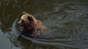 Медведь  плавает в реке