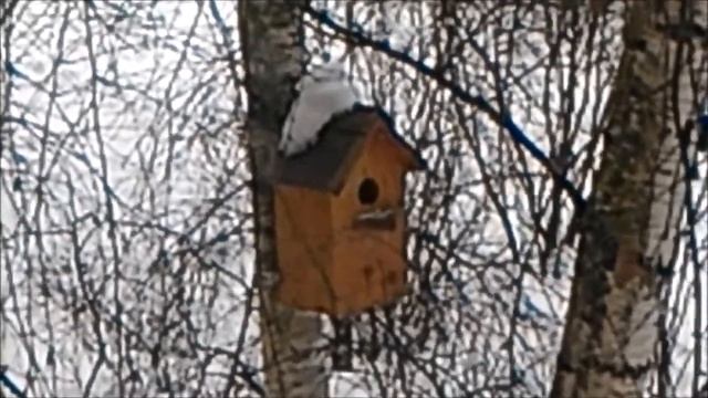 Чернеет и гниет дом из бревна, брус? Останови ПЛЕСЕНЬ, черноту, ГРИБОК пропитками для дерева Антекс смотреть онлайн