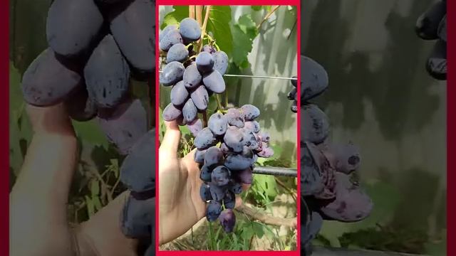 виноград 'Черный кристалл' смотреть онлайн