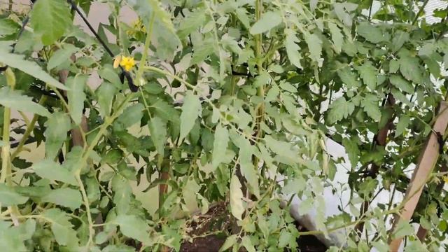 Заболели томаты?Торговля излишками ЛПХ смотреть онлайн