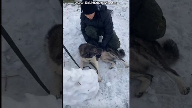 У Лоры умер хозяин и ей очень нужен дом (пока ухаживают соседи). СПб и ЛО. Тосно. 8-911-218-00-18 -