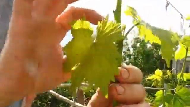 ДАЧА - работа и отдых :) смотреть онлайн