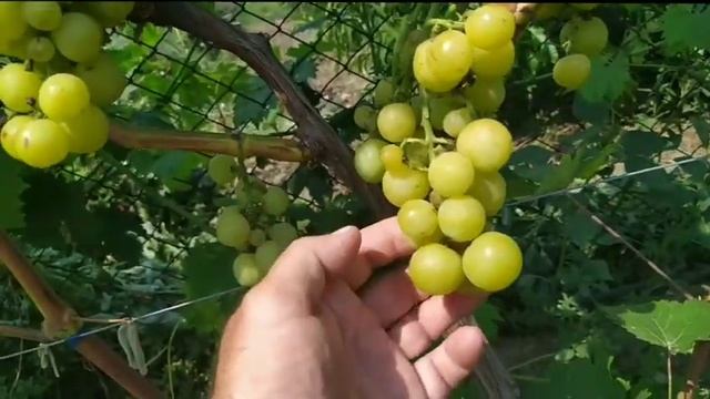 Виноград Прима Украины наш любимчик