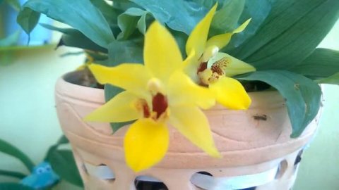 Орхидея Проминея