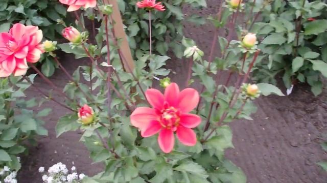 сад георгин - прогулка смотреть онлайн