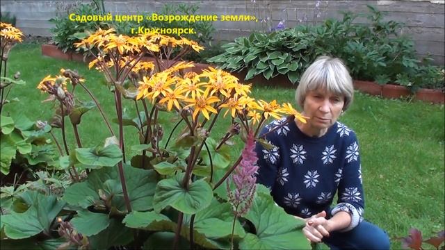 3имует ли бузульник в Сибири?
