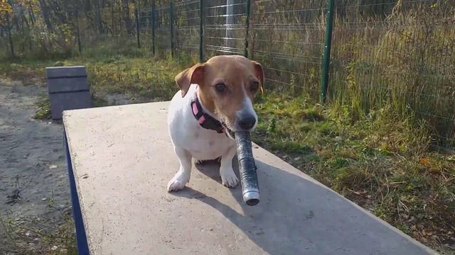 Джек Рассел терьер Герда и указка смотреть онлайн