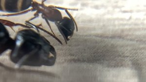 Кампонотус Геркулианус (Camponotus herculeanus). Муравей древоточец. Обзор вида муравьев №2