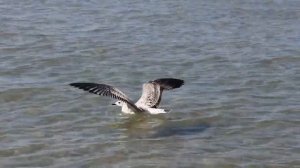 удивительный голос чайки вместо звуком море