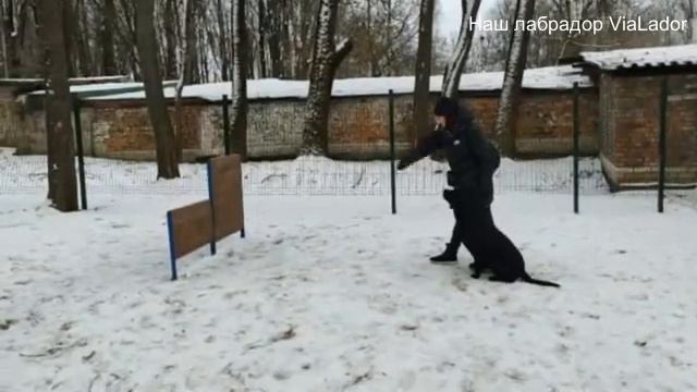Команда "Барьер"|Наш лабрадор ViaLador смотреть онлайн
