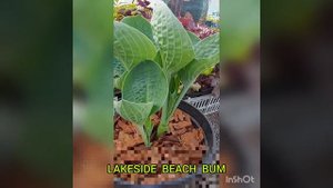 Хоста Lakeside Beach Bum