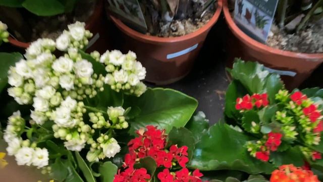 Немного орхидей в Жожжете-но какие!! Орхидеи в садовом центре в Черногории смотреть онлайн