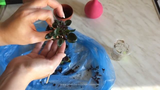 Фиалки-трейлеры: формируем Dancin' Trail смотреть онлайн