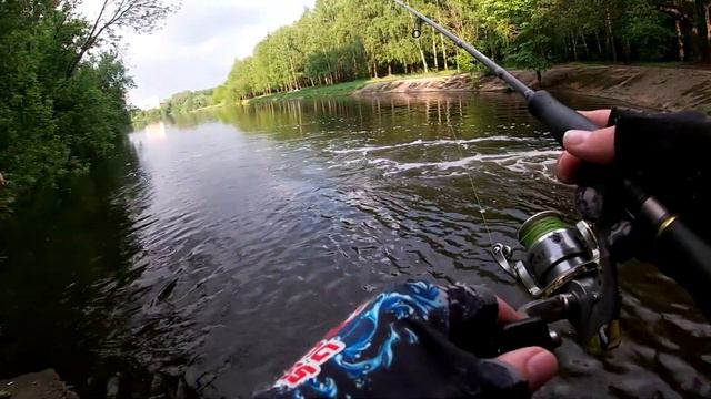 Ловля судака на пруду