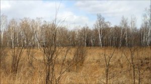 Кедр корейский# Мой Дальневосточный гектар! (Россия, Еврейская автономная область) ч. 3