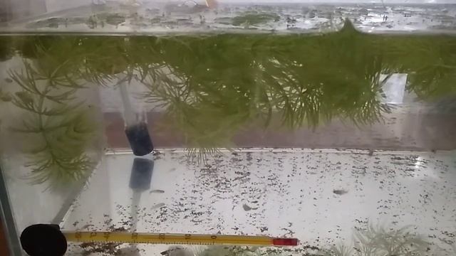 Мальки анциструса. Анциструс тигровый.