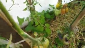 Обзор томатов в теплице.Самая плохая грядка.Полное безобразие. Кое что, все же, есть.Часть 3