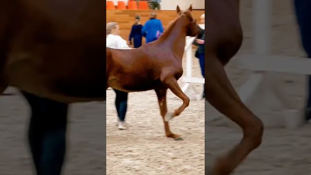 Арабский жеребец Честерфилд Псайче