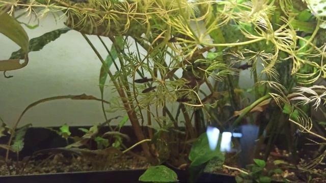 Малек Живородящих рыб моллинезии, улитки Ампулярии, ряска, стурисрмы, теплица, гуппи. Размножение. смотреть онлайн