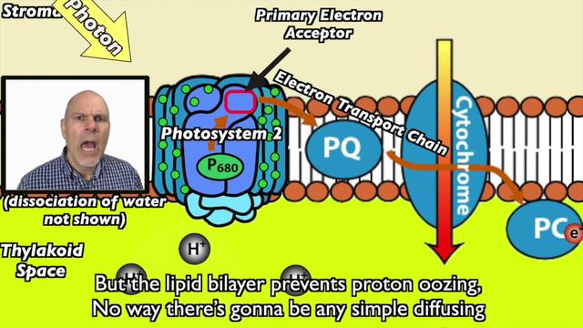 Photosynthesis, The Light Reactions, Part 2: How non-cyclic Electron Flow makes ATP,V2 смотреть онлайн