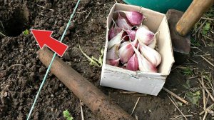 Положите это в лунку при посадке озимого чеснока для крупных головок!