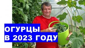 Как вырастить большой урожай огурцов в 2023 году