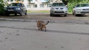 Толстый кот Степа и его пузико вышли на прогулку