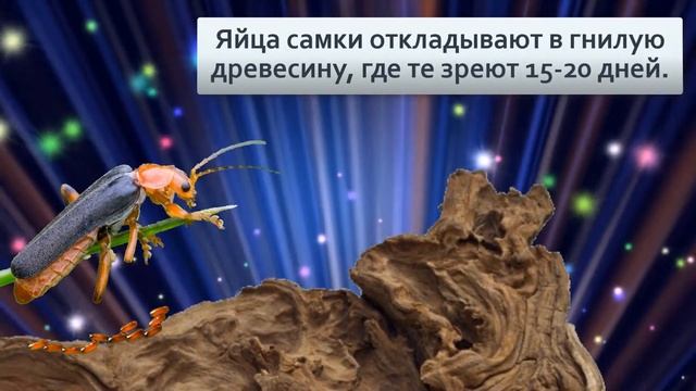 Жук пожарник 01 вызывали Кого он тушит то Загадка детства смотреть онлайн