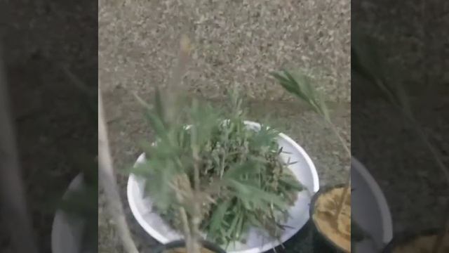 ?9 - Bottle Brush,(Callistemon citrinus,) grow for Stem cutting with update смотреть онлайн