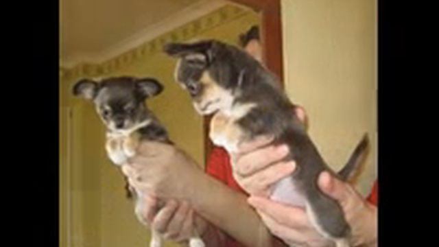 эссен день рождения смотреть онлайн