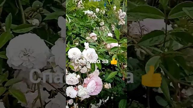 Любите кустовые розы? смотреть онлайн