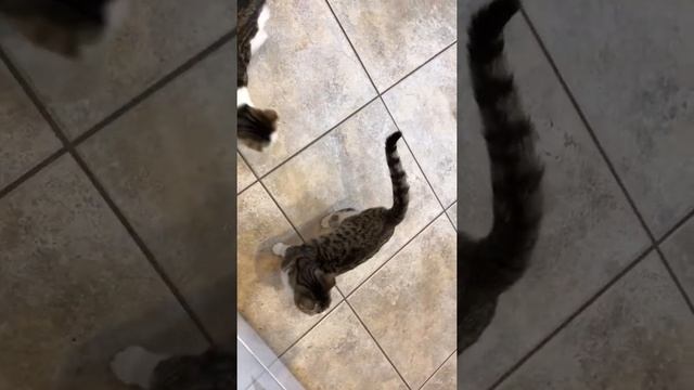 Dodger Astro Diamond Pearl смотреть онлайн