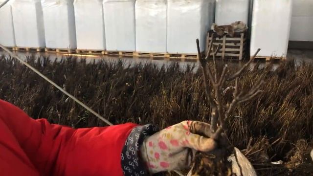 ОБРЕЗКА ГОРТЕНЗИЙ. ИНДИВИДУАЛЬНЫЙ ПОДХОД К КАЖДОМУ РАСТЕНИЮ