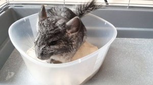 Шиншилла принимает ванны.