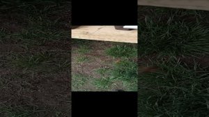 результат обработки от клеща полосками Голд варроа