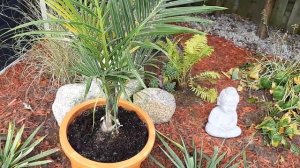 Hyophorbe verschaffeltii ( Spindle Palm ) In Southern Ontario