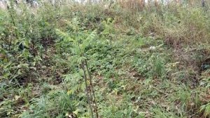 Белая акация в Тверской области | Проводим эксперимент белая акация на Северо-Западе