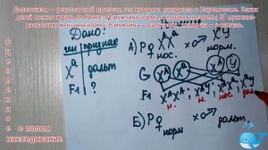 Задача на сцепленное с полом наследование. Сцепленное с Х хромосомой.