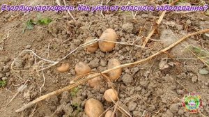 Столбур картофеля.  Как уйти от опасного заболевания?