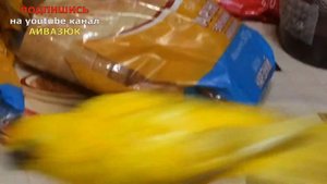 Какарик. Как купается попугай какарик. Как правильно купать попугая