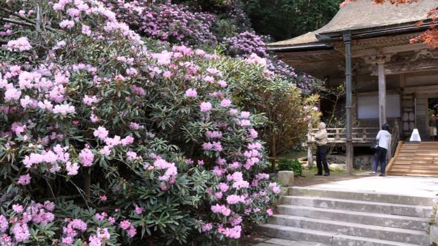高野山の石楠花 смотреть онлайн